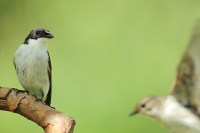 <i class='fa fa-user'></i> Alex Roetemeijer |   Bonte Vliegenvanger  <i class='fa fa-eye'> 271</i>   <i class='fa fa-comment-o'> 1</i>