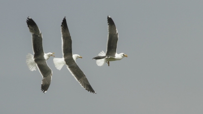 <i class='fa fa-user'></i> Fons Hoiting |   Kleine Mantelmeeuw  <i class='fa fa-eye'> 354</i>  <i class='fa fa-thumbs-up'> 2</i>   <i class='fa fa-comment-o'> 7</i>