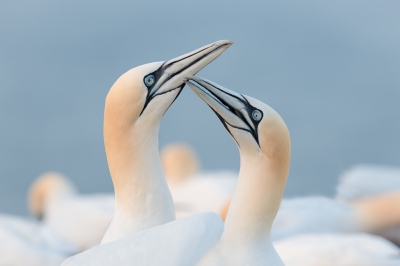 <i class='fa fa-user'></i> Hans Overduin |   Jan-van-gent  <i class='fa fa-eye'> 472</i>  <i class='fa fa-thumbs-up'> 19</i>   <i class='fa fa-comment-o'> 18</i>