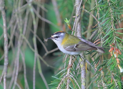 In het meest schaduwrijke deel van de tuin hoorde ik het goudhaantje en kon niet onderscheiden welke het was (de goud of de vuur). Na een poosje wachten kwam hij vrij te zitten en kon ik hem vastleggen.