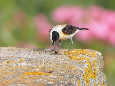 <i class='fa fa-user'></i> corvanspijk |   Oostelijke Blonde Tapuit  <i class='fa fa-eye'> 296</i>   <i class='fa fa-comment-o'> 4</i>