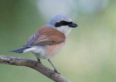 <i class='fa fa-user'></i> Marie-Jos Boon |   Grauwe Klauwier  <i class='fa fa-eye'> 385</i>  <i class='fa fa-thumbs-up'> 6</i>   <i class='fa fa-comment-o'> 9</i>