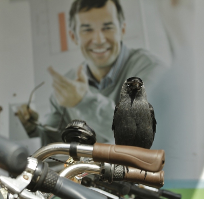 <i class='fa fa-user'></i> Fons Hoiting |   Kauw  <i class='fa fa-eye'> 610</i>  <i class='fa fa-thumbs-up'> 7</i>   <i class='fa fa-comment-o'> 16</i>