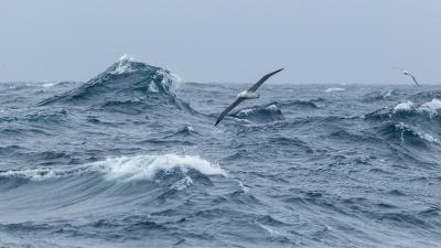 <i class='fa fa-user'></i> Arjen Drost |   Tristanalbatros  <i class='fa fa-eye'> 362</i>  <i class='fa fa-thumbs-up'> 1</i>   <i class='fa fa-comment-o'> 7</i>