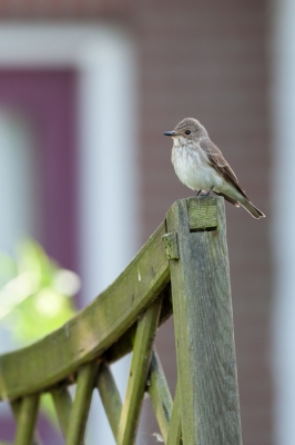 Na een bezoek aan het Tjeukemeer vloog deze grauwe vliegenvanger ineens voor me langs en liet zich vervolgens prachtig fotograferen.