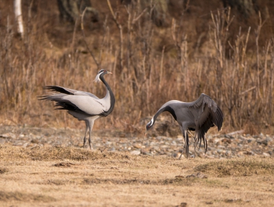 <i class='fa fa-user'></i> jee |   Jufferkraanvogel  <i class='fa fa-eye'> 267</i>  <i class='fa fa-thumbs-up'> 1</i>   <i class='fa fa-comment-o'> 4</i>