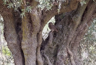 <i class='fa fa-user'></i> charlysax |   Steenuil  <i class='fa fa-eye'> 335</i>  <i class='fa fa-thumbs-up'> 2</i>   <i class='fa fa-comment-o'> 5</i>