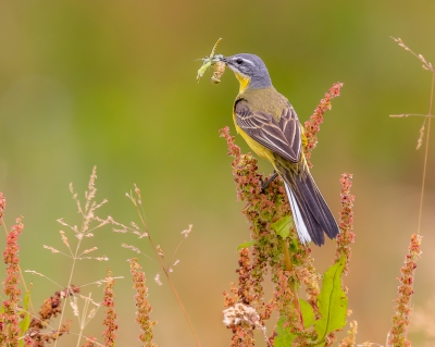 <i class='fa fa-user'></i> Rob wijn |   Gele Kwikstaart  <i class='fa fa-eye'> 528</i>  <i class='fa fa-thumbs-up'> 22</i>   <i class='fa fa-comment-o'> 24</i>