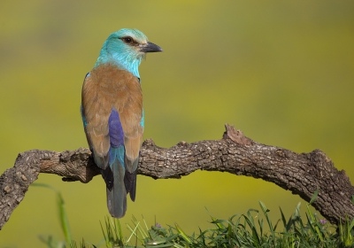 <i class='fa fa-user'></i> Boudewijn Schreiner |   Scharrelaar  <i class='fa fa-eye'> 553</i>  <i class='fa fa-thumbs-up'> 15</i>   <i class='fa fa-comment-o'> 16</i>