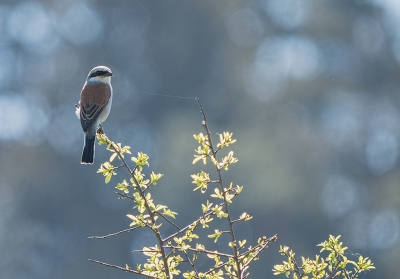 Op zoek naar vlindertjes, viel me diverse keren een Grauwe Klauwier man op afstand op.

Nadat de vlindertjes actief werden en het fotograferen ervan steeds moeilijker werd, ging ik op zoek naar deze mooie vogel.

En ik heb hem ook erop gekregen, weliswaar op behoorlijke afstand (metertje of 20) en met tegenlicht. Datzelfde tegenlicht zorgde dan wel weer voor een fraaie bokeh.

Uit de hand genomen.