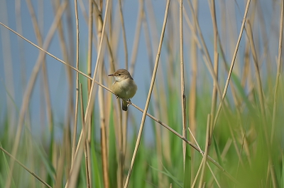 Aan het water in het riet, daar zit de kleine karekiet.
Je hoort hem vaak, maar je ziet 'm niet.