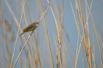 Aan het water in het riet, daar zit de kleine karekiet.
Je hoort hem vaak, maar je ziet 'm niet.