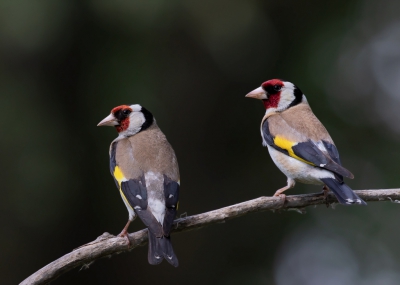 een donkere opname, maar volgens mij toch wel aardig gelukt om deze twee puttertjes te kunnen fotograferen