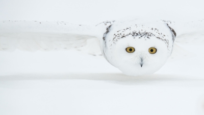 <i class='fa fa-user'></i> Julien |   Sneeuwuil  <i class='fa fa-eye'> 603</i>  <i class='fa fa-thumbs-up'> 9</i>   <i class='fa fa-comment-o'> 15</i>