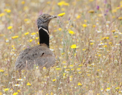 <i class='fa fa-user'></i> Jan P |   Kleine Trap  <i class='fa fa-eye'> 481</i>  <i class='fa fa-thumbs-up'> 4</i>   <i class='fa fa-comment-o'> 11</i>