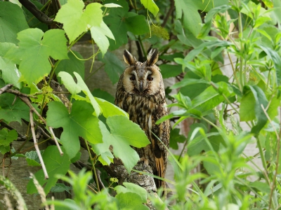 <i class='fa fa-user'></i> Rob Belterman |   Ransuil  <i class='fa fa-eye'> 234</i>  <i class='fa fa-thumbs-up'> 9</i>   <i class='fa fa-comment-o'> 17</i>