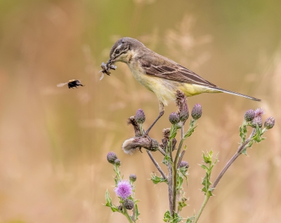 <i class='fa fa-user'></i> Rob wijn |   Gele Kwikstaart  <i class='fa fa-eye'> 433</i>  <i class='fa fa-thumbs-up'> 9</i>   <i class='fa fa-comment-o'> 15</i>