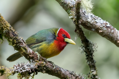 Deze kwam vlak voor het raam zitten bij de Lodge in Costa Rica. Toch mooi scherp ondanks het glas ertussen.