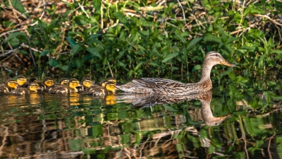 Norhern Mallard with chicks. they were very closes to the bushes so was difficult to separate them from the background.