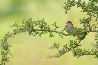 <i class='fa fa-user'></i> Wil Doorn-Meijne |   Nachtegaal  <i class='fa fa-eye'> 410</i>  <i class='fa fa-thumbs-up'> 17</i>   <i class='fa fa-comment-o'> 14</i>