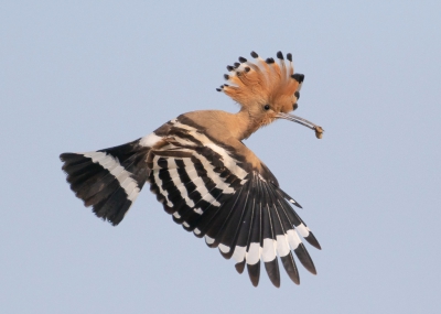 <i class='fa fa-user'></i> Marie-Jos Boon |   Hop  <i class='fa fa-eye'> 491</i>  <i class='fa fa-thumbs-up'> 11</i>   <i class='fa fa-comment-o'> 11</i>