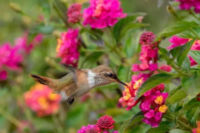 Bij het Savegre Hotel hebben ze een prachtig tuin om de hele dag te fotograferen :-)