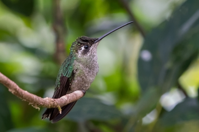 Gefotografeerd bij het Savegre Hotel in Costa Rica. Parque Nacional Los Quetzales.