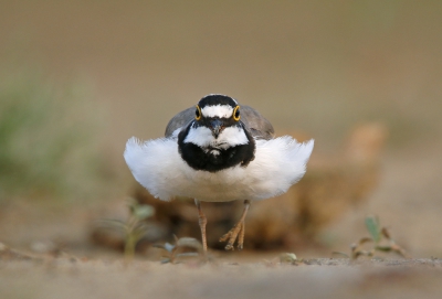 <i class='fa fa-user'></i> Gejo Wassink |   Kleine Plevier  <i class='fa fa-eye'> 515</i>  <i class='fa fa-thumbs-up'> 9</i>   <i class='fa fa-comment-o'> 18</i>