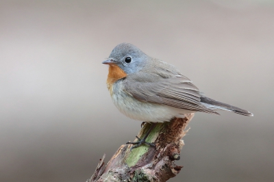 <i class='fa fa-user'></i> hjstukker |   Kleine Vliegenvanger  <i class='fa fa-eye'> 811</i>  <i class='fa fa-thumbs-up'> 7</i>   <i class='fa fa-comment-o'> 9</i>