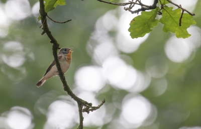 <i class='fa fa-user'></i> Celly |   Kleine Vliegenvanger  <i class='fa fa-eye'> 586</i>  <i class='fa fa-thumbs-up'> 2</i>   <i class='fa fa-comment-o'> 4</i>