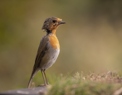 <i class='fa fa-user'></i> dreupiet |   Roodborst  <i class='fa fa-eye'> 469</i>  <i class='fa fa-thumbs-up'> 9</i>   <i class='fa fa-comment-o'> 12</i>