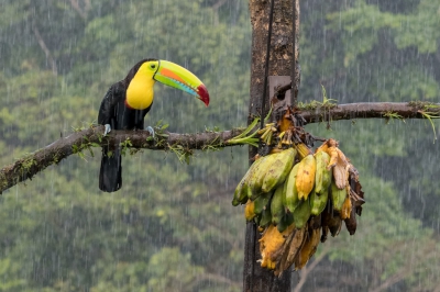 Deze Keel-billed Toucan zat ondanks de regen lekker van de bananen te eten.