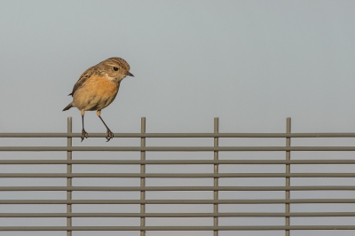 Natuur en 'techniek' apart maar toch heeft het wel wat. Het was wel ff puzzelen voor een compositie die ik vond passen. Later in de avond.