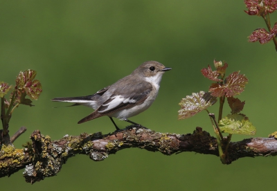 <i class='fa fa-user'></i> Gejo Wassink |   Bonte Vliegenvanger  <i class='fa fa-eye'> 382</i>  <i class='fa fa-thumbs-up'> 6</i>   <i class='fa fa-comment-o'> 4</i>