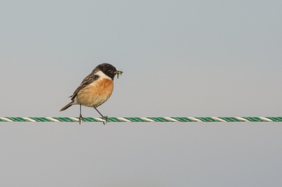 Behalve het hek werden ook andere vormen van moderne zitplaatsen. Vogels gebruiken echt alles om op te zitten.