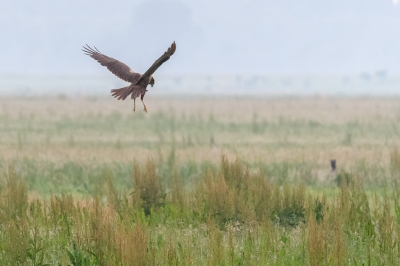 Een paar avonden achter elkaar zag ik 's avonds 3 bruine kiekendieven aan het jagen. Vaak net te ver weg voor een mooie foto en helaas ook vaak met slecht licht. Toch was het wel genieten om ze te zien jagen. Hier bleef de kiekendief even hangen, op zoek naar een prooi.