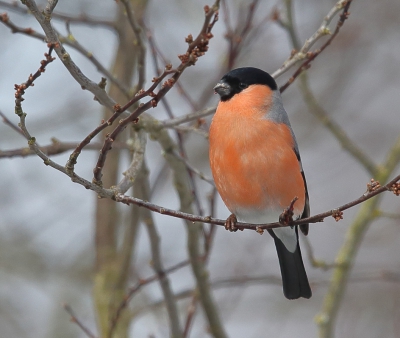 Een oudere foto uit Maart maar kwam hem vandaag toevallig tegen. Vanuit de woonkamer op de eerste verdieping in de tuin van de overbuurman, wel lekker afentoe als je op een heuvel woont