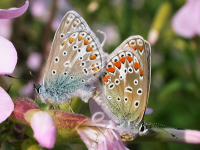 parende icarusblauwtjes