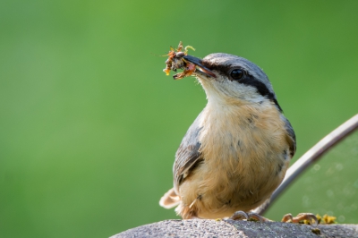 Boomklever met voer op de nestkast in onze achtertuin. Heeft uiteindelijk acht jongen succesvol grootgebracht.