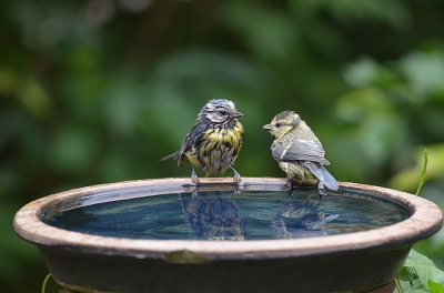 In de tuin een beetje klikken voor de vernieuwde BP site, die ik helemaal niks vind. Onoverzichtelijk, hoop gezoek en gedoe. Jammer maar niet iedere vernieuwing is een verbetering.