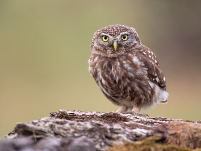 <i class='fa fa-user'></i> Luc Meert |   Steenuil  <i class='fa fa-eye'> 421</i>  <i class='fa fa-thumbs-up'> 3</i>   <i class='fa fa-comment-o'> 7</i>