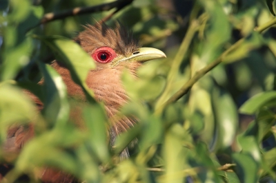 <i class='fa fa-user'></i> Martjan Lammertink |   Eekhoornkoekoek  <i class='fa fa-eye'> 233</i>  <i class='fa fa-thumbs-up'> 2</i>   <i class='fa fa-comment-o'> 5</i>