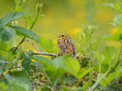 <i class='fa fa-user'></i> corvanspijk |   Geelgors  <i class='fa fa-eye'> 212</i>  <i class='fa fa-thumbs-up'> 8</i>   <i class='fa fa-comment-o'> 16</i>