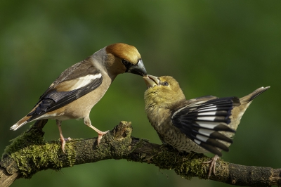 <i class='fa fa-user'></i> Rene Sluimer |   Appelvink  <i class='fa fa-eye'> 378</i>  <i class='fa fa-thumbs-up'> 4</i>   <i class='fa fa-comment-o'> 7</i>