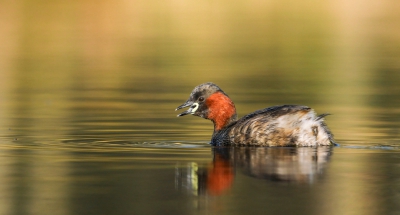 Deze dodaars heb ik gefotografeerd bij een bosmeertje. Normaal gesproken zijn de dodaars hier enorm schuw. Op een ochtend in april, toen de zon net over de bomen op het water scheen, waren deze volop aan het baltsen. De dodaars waren zo actief met elkaar, dat ze nauwelijks tijd hadden om op mij te letten. Eén daarvan zwom geruime tijd op zo'n 5 meter voor mij, wat ik nog nooit eerder heb meegemaakt!
