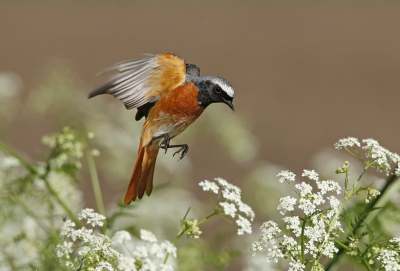 <i class='fa fa-user'></i> Gejo Wassink |   Gekraagde Roodstaart  <i class='fa fa-eye'> 474</i>  <i class='fa fa-thumbs-up'> 7</i>   <i class='fa fa-comment-o'> 11</i>