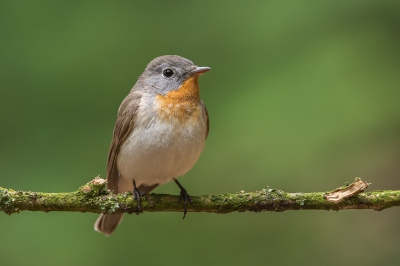 Vandaag tussen de buien door zitten genieten van de Kleine Vliegenvanger. Wat een heerlijk vogeltje om te zien en te horen. Ik had dat natte pak er wel voor over.