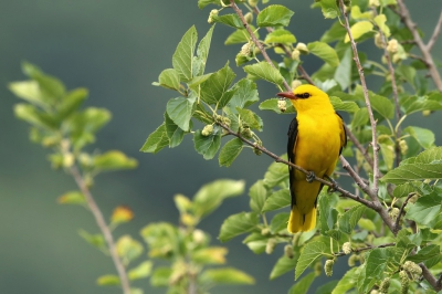 <i class='fa fa-user'></i> Frank Kremer |   Wielewaal  <i class='fa fa-eye'> 503</i>  <i class='fa fa-thumbs-up'> 6</i>   <i class='fa fa-comment-o'> 9</i>