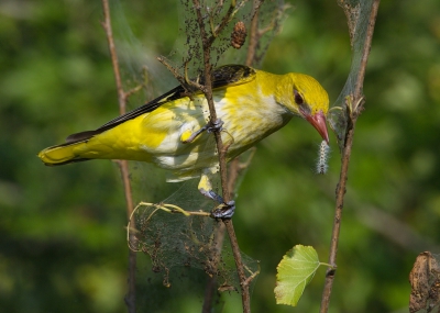 <i class='fa fa-user'></i> Boudewijn Schreiner |   Wielewaal  <i class='fa fa-eye'> 417</i>  <i class='fa fa-thumbs-up'> 11</i>   <i class='fa fa-comment-o'> 9</i>