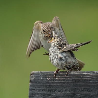 <i class='fa fa-user'></i> Alex Roetemeijer |   Grauwe Vliegenvanger  <i class='fa fa-eye'> 296</i>  <i class='fa fa-thumbs-up'> 4</i>   <i class='fa fa-comment-o'> 1</i>
